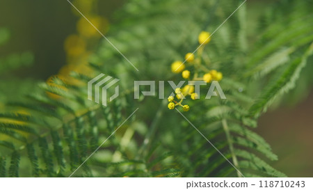 Yellow Mimosa Tree Flowers Or Acacia Dealbata. Yellow Flowers In Spring Sunny Light. Spring Is Coming. Still. 118710243