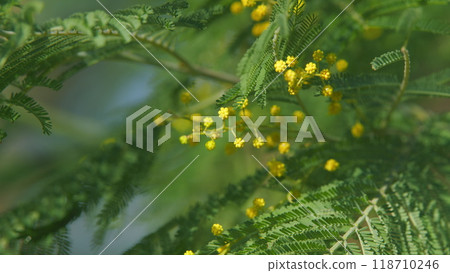 International Womens Day On March 8. Yellow Mimosa Flowers Or Acacia Dealbata Blooming. Still. 118710246