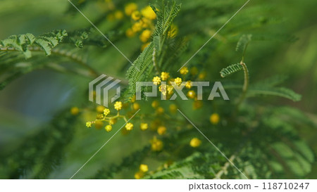 Beautiful Mimosa Or Acacia Dealbata. Floral Background With Golden Blooms. Sensitive Plant. Still. 118710247