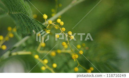 Mimosa Flowers Blooming. Branch Of Spring Mimosa Flowers In Park. Sunny Bokeh Light. Spring Is Coming. Still. 118710249