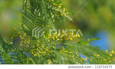 International Womens Day On March 8. Yellow Mimosa Flowers Or Acacia Dealbata Blooming. Still. 118710275