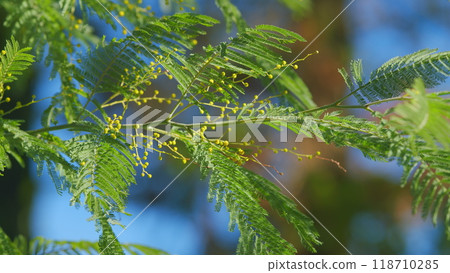 Beautiful Bright Yellow Hairy Mimosa Flowers. Acacia Dealbata With Yellow Flowers In Forest On A Sunny Day. Still. 118710285