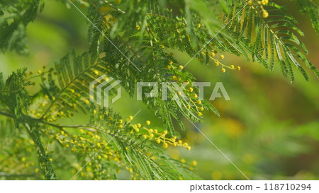 Spring Is Coming. Easter Concept. Beautiful Yellow Mimosa Small Flowers In Spring Botanical Garden. Close up. 118710294