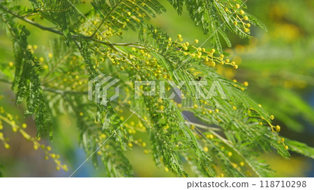 Spring Holiday Background. Yellow Gold Flowering Mimosa Tree. Detail Of Mimosa Blooming. Bokeh.Bokeh. Spring Holiday Background. Yellow Gold Flowering Mimosa Tree. Detail Of Mimosa Blooming. Bokeh.Bokeh. 118710298