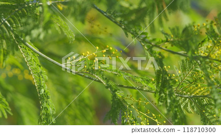 Acacia Dealbata Or Mimosa Tree With Bright Yellow Flowers. Yellow Flowers On Branches Of Silver Wattle. Bokeh. 118710300