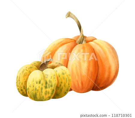 Fall pumpkins in orange and yellow colors watercolor illustration isolated on white. Hand drawn realistic autumn harvest gourds for Thanksgiving day greeting cards. October vegetables artistic drawing Fall pumpkins in orange and yellow colors watercolor illustration isolated on white. Hand drawn realistic autumn harvest gourds for Thanksgiving day greeting cards. October vegetables artistic drawing 118710301