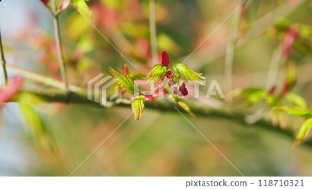 Maple Tree Foliage With Leaves And Flowers In Spring Against The Blue Sky. Selective focus. Maple Tree Foliage With Leaves And Flowers In Spring Against The Blue Sky. Selective focus. 118710321