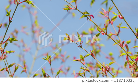Sunshine In The Garden. Green Leaves Of Japanese Maple Trees That Are Blooming At The Beginning Of Spring. Still. Sunshine In The Garden. Green Leaves Of Japanese Maple Trees That Are Blooming At The Beginning Of Spring. Still. 118710323