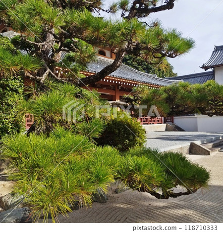 Behind the pine tree, the main hall of Senganji Temple Behind the pine tree, the main hall of Senganji Temple 118710333
