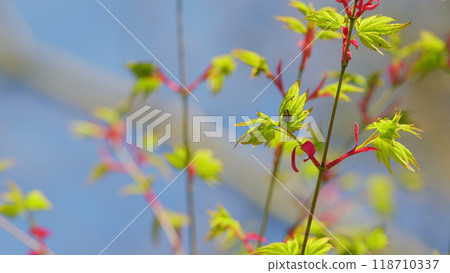 Spring Is Coming. Green Japanese Maple Shrub Or Tree. Acer Leaves In The Sunlight. Still. 118710337