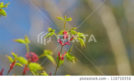 Seven spot ladybird. Japanese Maple Or Smooth Japanese-Maple. Acer Palmatum Deciduous Tree Sprouting Red Foliage In Spring. Still. Seven spot ladybird. Japanese Maple Or Smooth Japanese-Maple. Acer Palmatum Deciduous Tree Sprouting Red Foliage In Spring. Still. 118710358