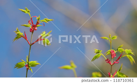 Spring Is Coming. Leaves Of Green Bark Japanese Maple. Japanese Maple With Green Leaves In Spring. Still. Spring Is Coming. Leaves Of Green Bark Japanese Maple. Japanese Maple With Green Leaves In Spring. Still. 118710361