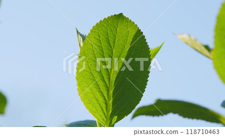 Summer Sunny Day. Green Leaf With Light Veins. Green Leaf Of Fresh Natural Plant. Still. Summer Sunny Day. Green Leaf With Light Veins. Green Leaf Of Fresh Natural Plant. Still. 118710463