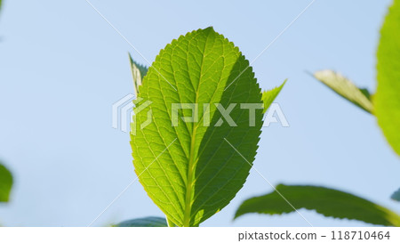 Green Leaves On Tree Branch Illuminated Bright Sunbeams. Green Background Of Leaves. Still. Green Leaves On Tree Branch Illuminated Bright Sunbeams. Green Background Of Leaves. Still. 118710464