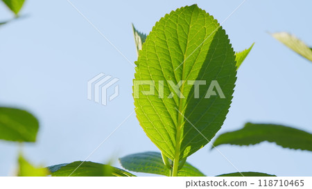 Shrub Foliage In The Sunshine. Vibrant Green Abstract Background Of Leaves. Pan. Shrub Foliage In The Sunshine. Vibrant Green Abstract Background Of Leaves. Pan. 118710465