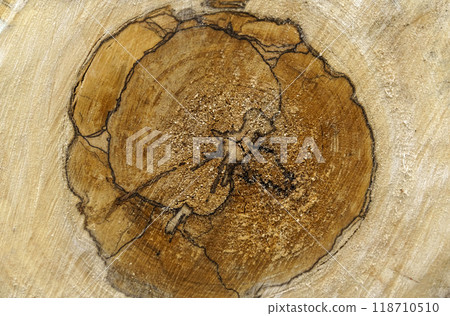 Wooden texture of the cross section of a cut log.Wood rings. 118710510
