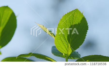 Natural Green Plants Landscape Using As A Background. Morning Sunlight As Background Natural Green Plants. Still. Natural Green Plants Landscape Using As A Background. Morning Sunlight As Background Natural Green Plants. Still. 118710536