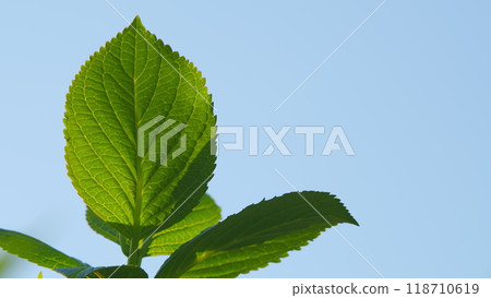 Lush Green Vein Leaf Tree. Young Leaves In Spring Sunny Day. Green Leaf Texture In The Morning. Pan. Lush Green Vein Leaf Tree. Young Leaves In Spring Sunny Day. Green Leaf Texture In The Morning. Pan. 118710619