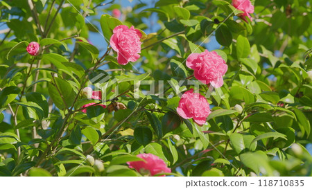 Camellia Japonica Pink Flowers. Japanese Camellia Flower With Green Leaves. Close up. 118710835