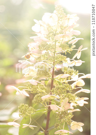 Inflorescences of panicle hydrangea in the backlight 118710847