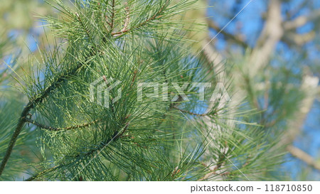 The Spruce Tree. Natural Ecology Evergreen. The Bush Of Trees Is Lush And Vivid. Close up. The Spruce Tree. Natural Ecology Evergreen. The Bush Of Trees Is Lush And Vivid. Close up. 118710850