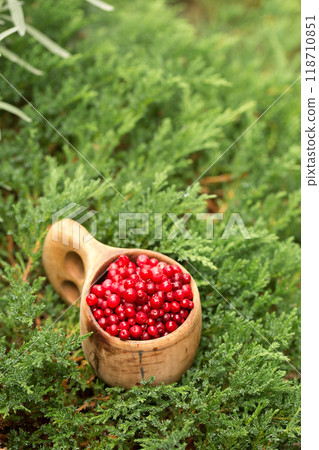 A wooden finnish kuksa cup full of forest ripe lingonberries in the forest on the grass, copy space 118710851