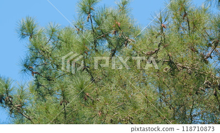 Green Spruce Tree Shaking Branches, Spring Young Pine Branches. Still. 118710873