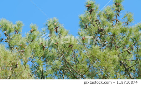 Lush Foliage During Day. Beautiful Branch Of Evergreen Spruce. Still. Lush Foliage During Day. Beautiful Branch Of Evergreen Spruce. Still. 118710874