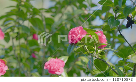 Spring Nature Background. Pink Petals Of Camellia Japonica Flower Blooming In Spring Garden. Close up. Spring Nature Background. Pink Petals Of Camellia Japonica Flower Blooming In Spring Garden. Close up. 118710878