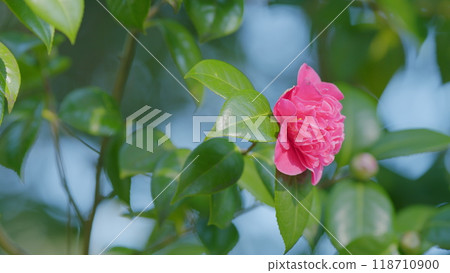 Camellia Bloom On Green Bush In Garden. Pink Camellia In Flower. Beautiful Pink Flower With Soft Petals. Close up. Camellia Bloom On Green Bush In Garden. Pink Camellia In Flower. Beautiful Pink Flower With Soft Petals. Close up. 118710900