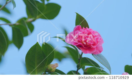 Camellia Japonica Pink Flowers. Japanese Camellia Flower With Green Leaves. Close up. Camellia Japonica Pink Flowers. Japanese Camellia Flower With Green Leaves. Close up. 118710929