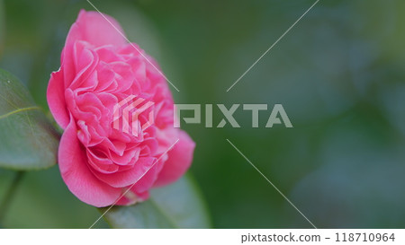 Pink Rose Like Blooms Camellia Flower And Buds. Blooming Pink Camellia. Pink Camellia In Flower. Close up. Pink Rose Like Blooms Camellia Flower And Buds. Blooming Pink Camellia. Pink Camellia In Flower. Close up. 118710964