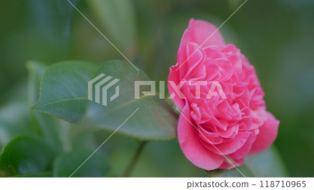 Beautiful Pink Camellia Japonica In Garden. Pink Camellias Flower Symbolize Greatness Of Soul. Close up. 118710965