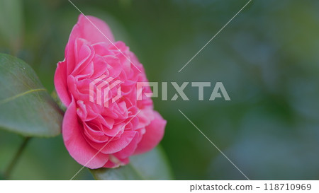 Pink Flower Camellia. Lightly Pink Petals. Evergreen Glossy Leaves On Shrub. Close up. 118710969