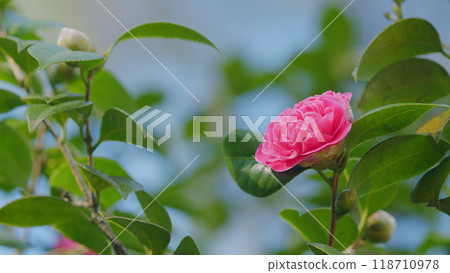Beautiful Pink Camellia Is Blooming In Garden. Species Of Camellia Native To China And Japan. Close up. Beautiful Pink Camellia Is Blooming In Garden. Species Of Camellia Native To China And Japan. Close up. 118710978