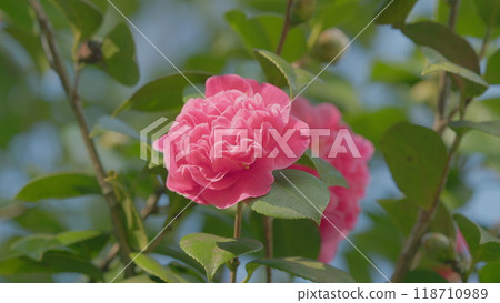 Pink Camellia Flower In Full Bloom. Flowering Camellias. Middle Of Sunny Spring Day. Close up. Pink Camellia Flower In Full Bloom. Flowering Camellias. Middle Of Sunny Spring Day. Close up. 118710989