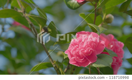 Camellia Flower Bud Blooms On An Evergreen Spring Shrub. Camellia Bush Flowering During Spring. Close up. Camellia Flower Bud Blooms On An Evergreen Spring Shrub. Camellia Bush Flowering During Spring. Close up. 118710998