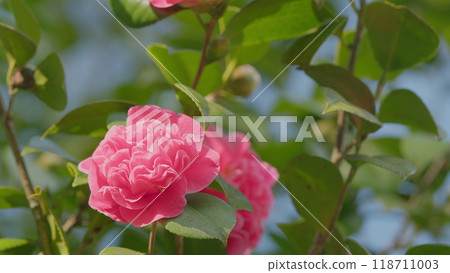 Twig Brunch Among Fresh Green Leaves Camellia With Pink Flower. Love Concept. Close up. 118711003