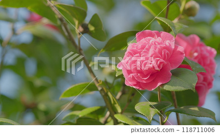 Evergreen Shrub Or Small Tree. Pretty Garden Flowers. Camellia Bloom On Green Bush. Pan. Evergreen Shrub Or Small Tree. Pretty Garden Flowers. Camellia Bloom On Green Bush. Pan. 118711006