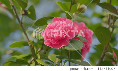 Pink Camellia In Flower. Spring Flowering Hybrid Pink Camellia Shrub. Camellia Japonica. Close up. Pink Camellia In Flower. Spring Flowering Hybrid Pink Camellia Shrub. Camellia Japonica. Close up. 118711007