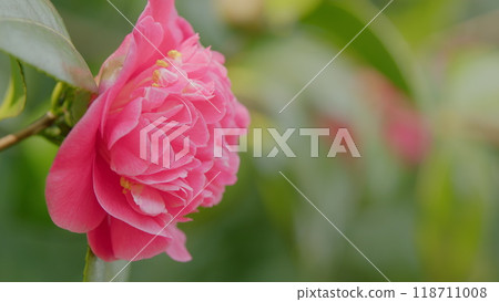 Pink Rose Like Blooms Camellia Flower And Buds. Blooming Pink Camellia. Pink Camellia In Flower. Close up. Pink Rose Like Blooms Camellia Flower And Buds. Blooming Pink Camellia. Pink Camellia In Flower. Close up. 118711008