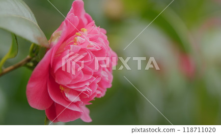 Beautiful Hybrid Camellia Flower With Fresh Waxy Leaves. Pink Flower Head. Floriculture. Close up. Beautiful Hybrid Camellia Flower With Fresh Waxy Leaves. Pink Flower Head. Floriculture. Close up. 118711020
