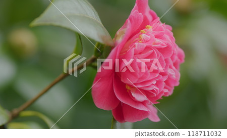 Camellia Japonica Evergreen Dark Pink Double Flowers. Blossom Of Camelia Japonica. Close up. Camellia Japonica Evergreen Dark Pink Double Flowers. Blossom Of Camelia Japonica. Close up. 118711032