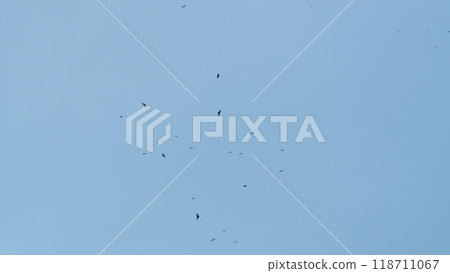 Many Eagle Fly Over The Sky. Natural Animal Background. Wildlife. Slow motion. Many Eagle Fly Over The Sky. Natural Animal Background. Wildlife. Slow motion. 118711067