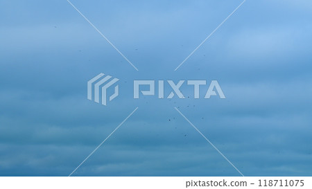 A Lot Of Birds Are Flying In Sky. Predator Searching For Its Prey. A Flock Of Many Wild Birds. Slow motion. 118711075
