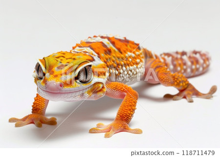 Lizard isolated on white background. unusual lizard on white background 118711479