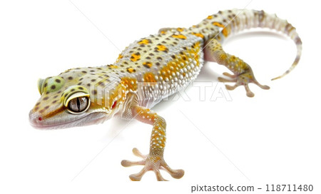 Lizard isolated on white background. unusual lizard on white background 118711480