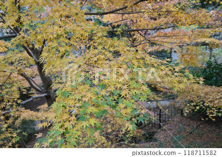 被秋葉包裹的柿野村 118711582