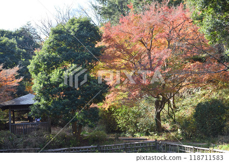 被秋葉包裹的柿野村 被秋葉包裹的柿野村 118711583