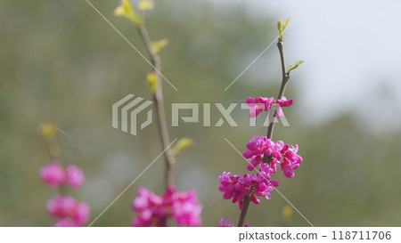 Pink Branch Of Redbud In Full Bloom. Scientific Name Cercis Siliquastrum. Close up. Pink Branch Of Redbud In Full Bloom. Scientific Name Cercis Siliquastrum. Close up. 118711706